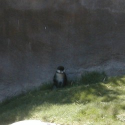 SD-Monkey-001
