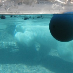 SD-PolarBear-002
