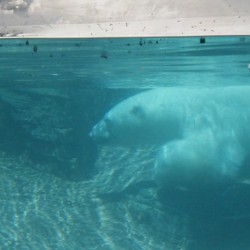 SD-PolarBear-001