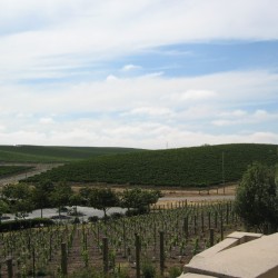 DomainCarneroseNapaValley002