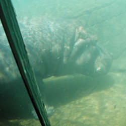 SD-Hippo-002