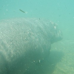 SD-Hippo-001