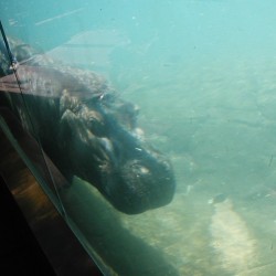 SD-Hippo-003